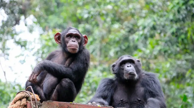 Cimpanzeii sunt stângaci