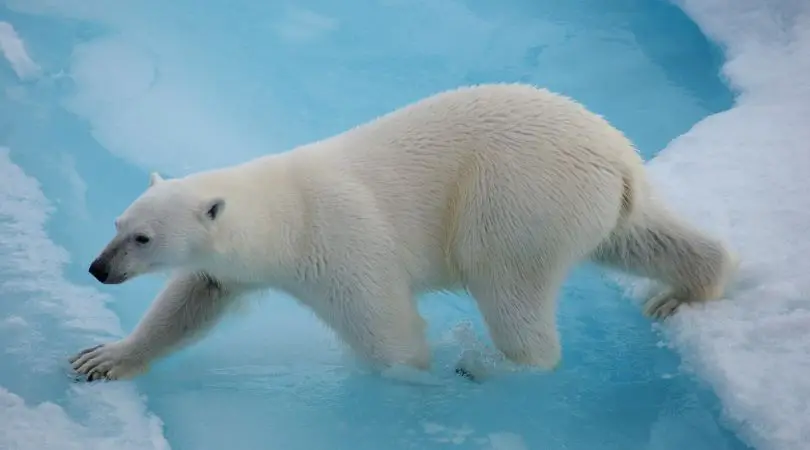 Urşii polari sunt stângaci